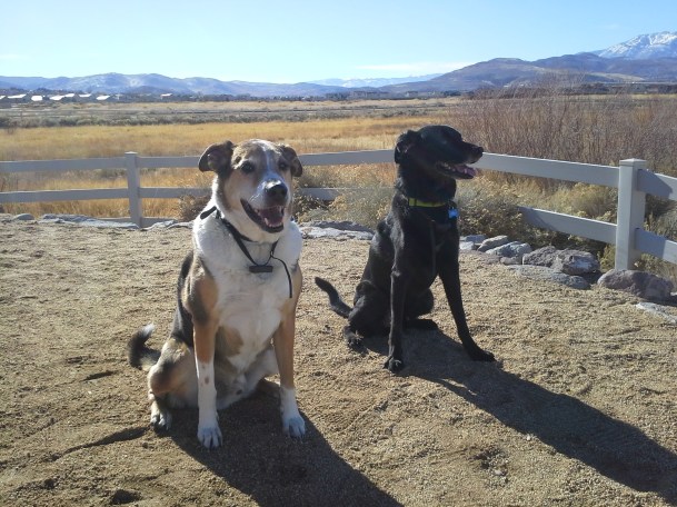 Pre-run walk with the dogs